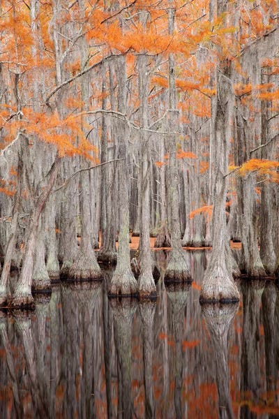 Joanne Wells: USA, George Smith State Park, Georgia. Fall cypress trees. by Joanne Wells