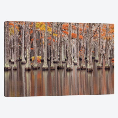 USA, Georgia. Cypress trees in the fall at George Smith State Park. Canvas Print #ANN12} by Joanne Wells Art Print