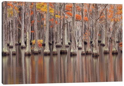 USA, Georgia. Cypress trees in the fall at George Smith State Park. Canvas Art Print