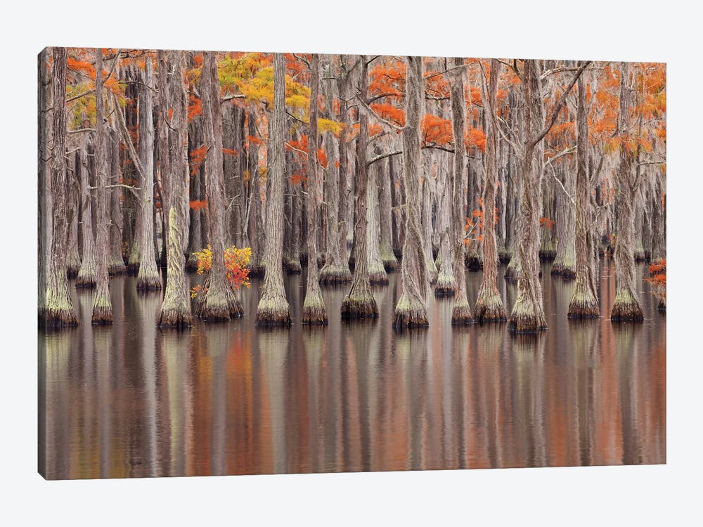 USA, Georgia. Cypress trees in the fall at George Smith State Park. by Joanne Wells 1-piece Canvas Print