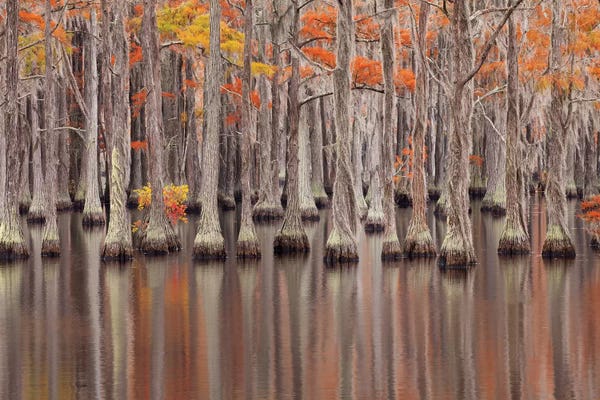 Cypress Trees: USA, Georgia. Cypress trees in the fall at George Smith State Park. by Joanne Wells