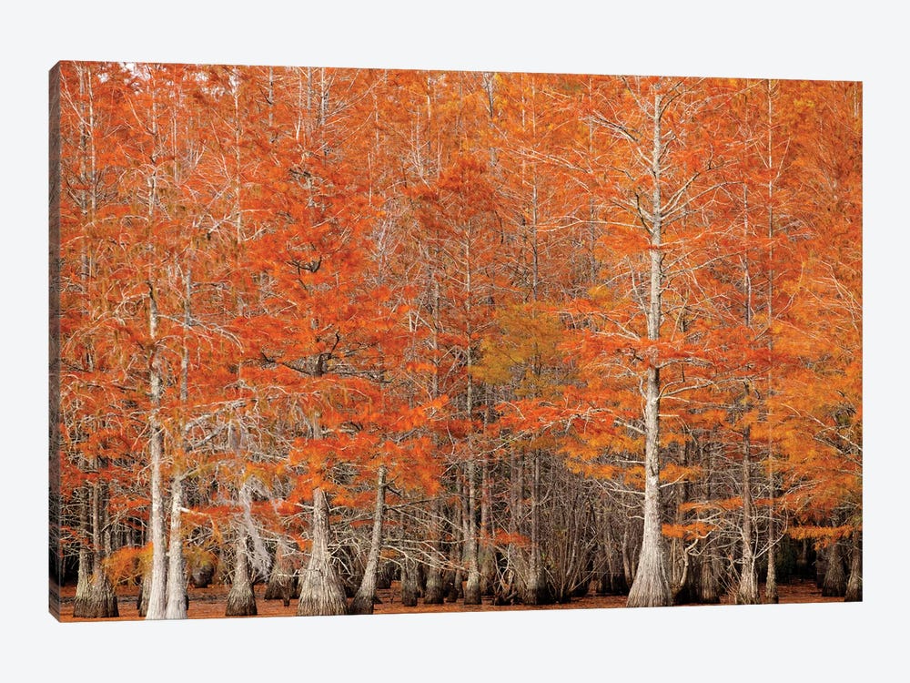 USA, Georgia. Cypress trees in the fall. by Joanne Wells 1-piece Canvas Artwork