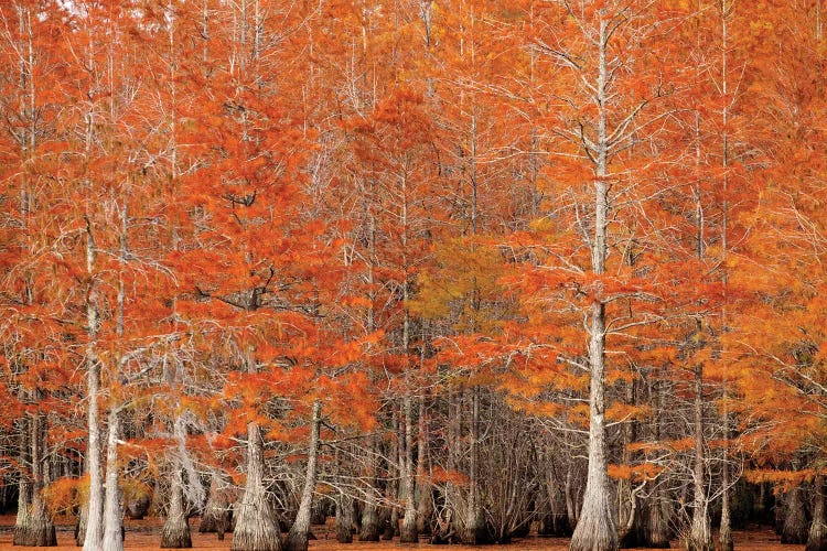 USA, Georgia. Cypress trees in the fall.