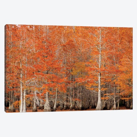 USA, Georgia. Cypress trees in the fall. Canvas Print #ANN13} by Joanne Wells Canvas Print