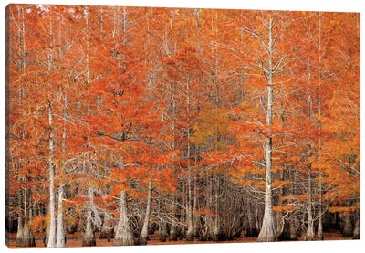 USA, Georgia. Cypress trees in the fall. Canvas Art Print