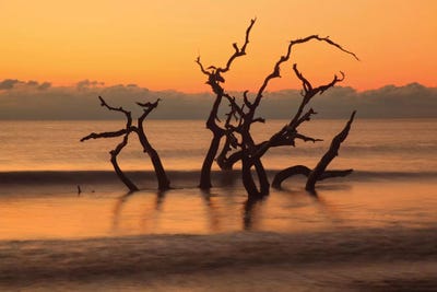 USA, Georgia. Jekyll Island, Driftwood Beach at sunrise. by Joanne Wells canvas print
