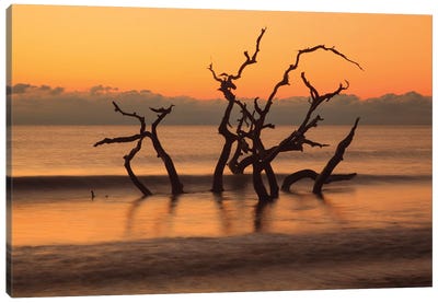 USA, Georgia. Jekyll Island, Driftwood Beach at sunrise. Canvas Art Print