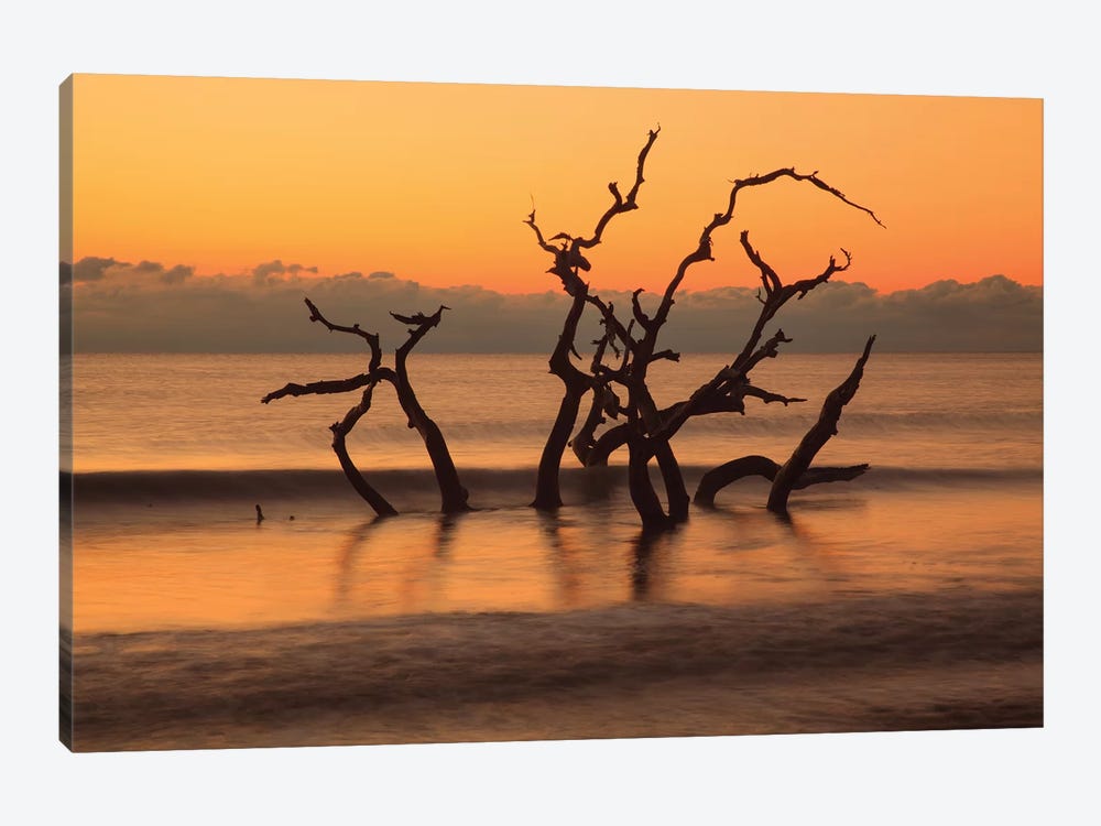 USA, Georgia. Jekyll Island, Driftwood Beach at sunrise. by Joanne Wells 1-piece Canvas Art Print