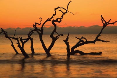 USA, Jekyll Island, Georgia. Driftwood Beach at sunrise. by Joanne Wells canvas print