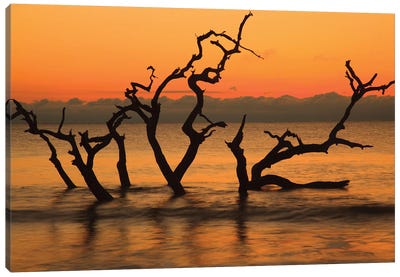 USA, Jekyll Island, Georgia. Driftwood Beach at sunrise. Canvas Art Print