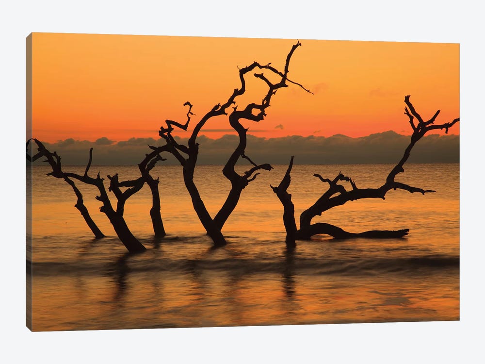 USA, Jekyll Island, Georgia. Driftwood Beach at sunrise. by Joanne Wells 1-piece Canvas Art