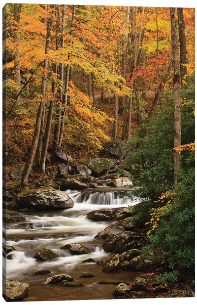 USA, Tennesse. Fall foliage along a stream in the Smoky Mountains. Canvas Art Print - Autumn Art