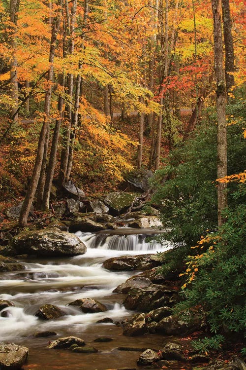 USA, Tennesse. Fall foliage along a stream in the Smoky Mountains.