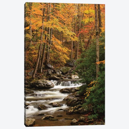 USA, Tennesse. Fall foliage along a stream in the Smoky Mountains. Canvas Print #ANN16} by Joanne Wells Canvas Artwork