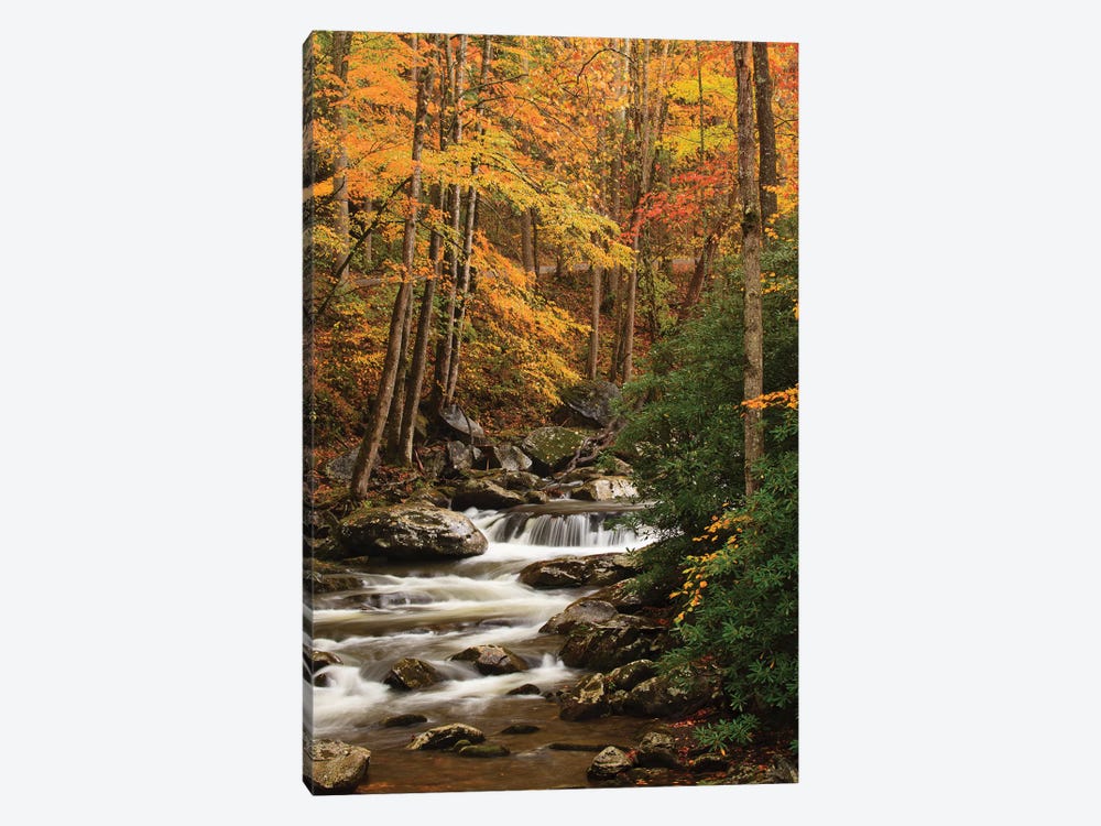 USA, Tennesse. Fall foliage along a stream in the Smoky Mountains. by Joanne Wells 1-piece Canvas Art Print