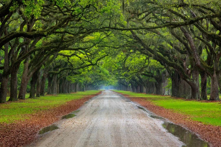 Oak Avenue, Wormsloe Plantation, Savannah, Georgia, USA by Joanne Wells wall art