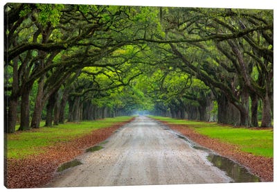 Oak Avenue, Wormsloe Plantation, Savannah, Georgia, USA Canvas Art Print - Oak Tree Art