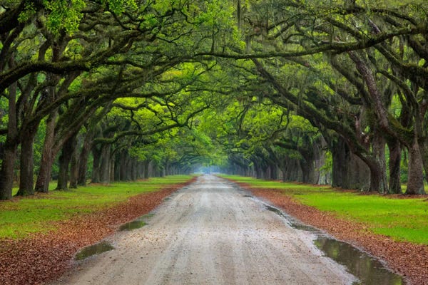 Large Photography - Canvas Prints: Oak Avenue, Wormsloe Plantation, Savannah, Georgia, USA by Joanne Wells