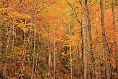USA, Tennessee. Fall foliage along the Little River in the Smoky Mountains. by Joanne Wells canvas print
