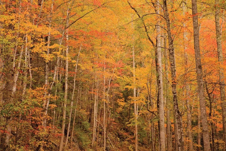 USA, Tennessee. Fall foliage along the Little River in the Smoky Mountains.