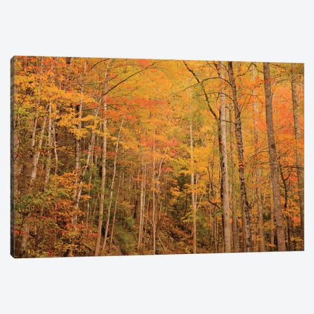 USA, Tennessee. Fall foliage along the Little River in the Smoky Mountains. Canvas Print #ANN21} by Joanne Wells Canvas Wall Art