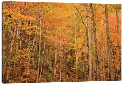 USA, Tennessee. Fall foliage along the Little River in the Smoky Mountains. Canvas Art Print