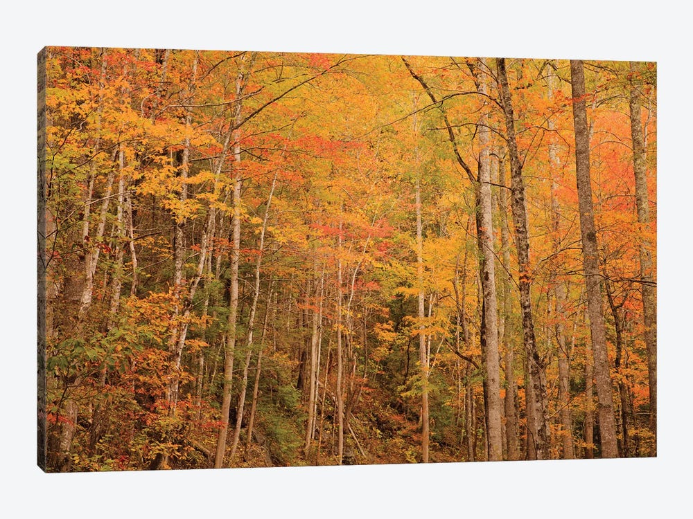 USA, Tennessee. Fall foliage along the Little River in the Smoky Mountains. by Joanne Wells 1-piece Canvas Print