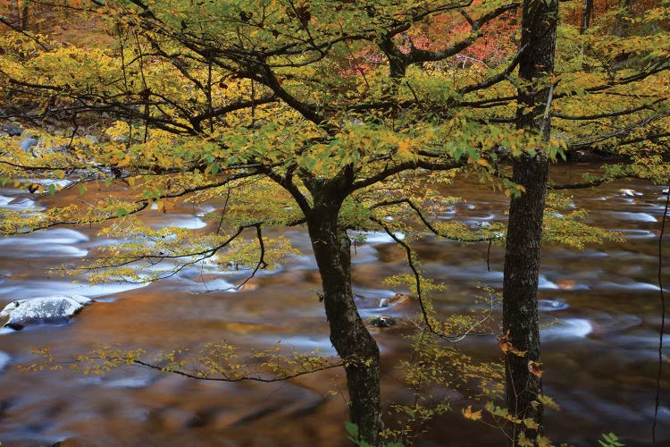 USA, Tennessee. Trees along the Little River in the Smoky Mountains.