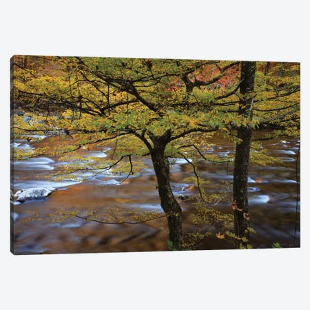 USA, Tennessee. Trees along the Little River in the Smoky Mountains. Canvas Print #ANN23} by Joanne Wells Canvas Art
