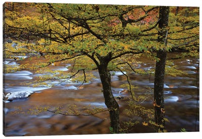 USA, Tennessee. Trees along the Little River in the Smoky Mountains. Canvas Art Print
