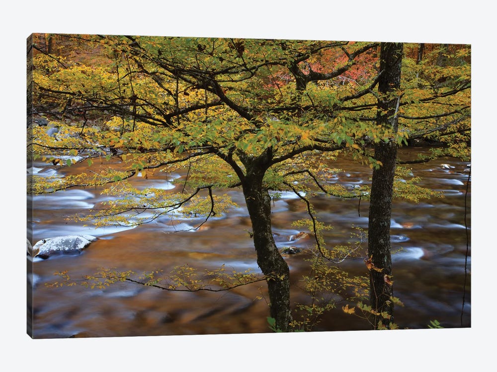 USA, Tennessee. Trees along the Little River in the Smoky Mountains. by Joanne Wells 1-piece Canvas Art Print