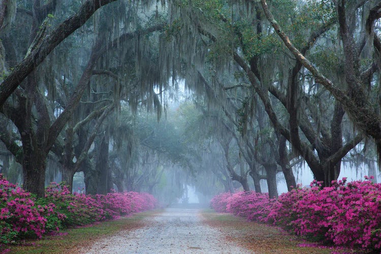 USA, Georgia, Savannah. Azaleas In Bloom Along Foggy Drive At Bonaventure Cemetery. by Joanne Wells wall art