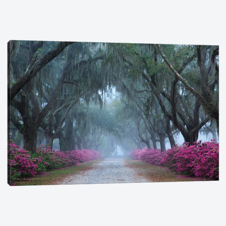 USA, Georgia, Savannah. Azaleas In Bloom Along Foggy Drive At Bonaventure Cemetery. Canvas Print #ANN24} by Joanne Wells Canvas Print