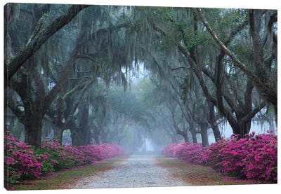 USA, Georgia, Savannah. Azaleas In Bloom Along Foggy Drive At Bonaventure Cemetery. Canvas Art Print