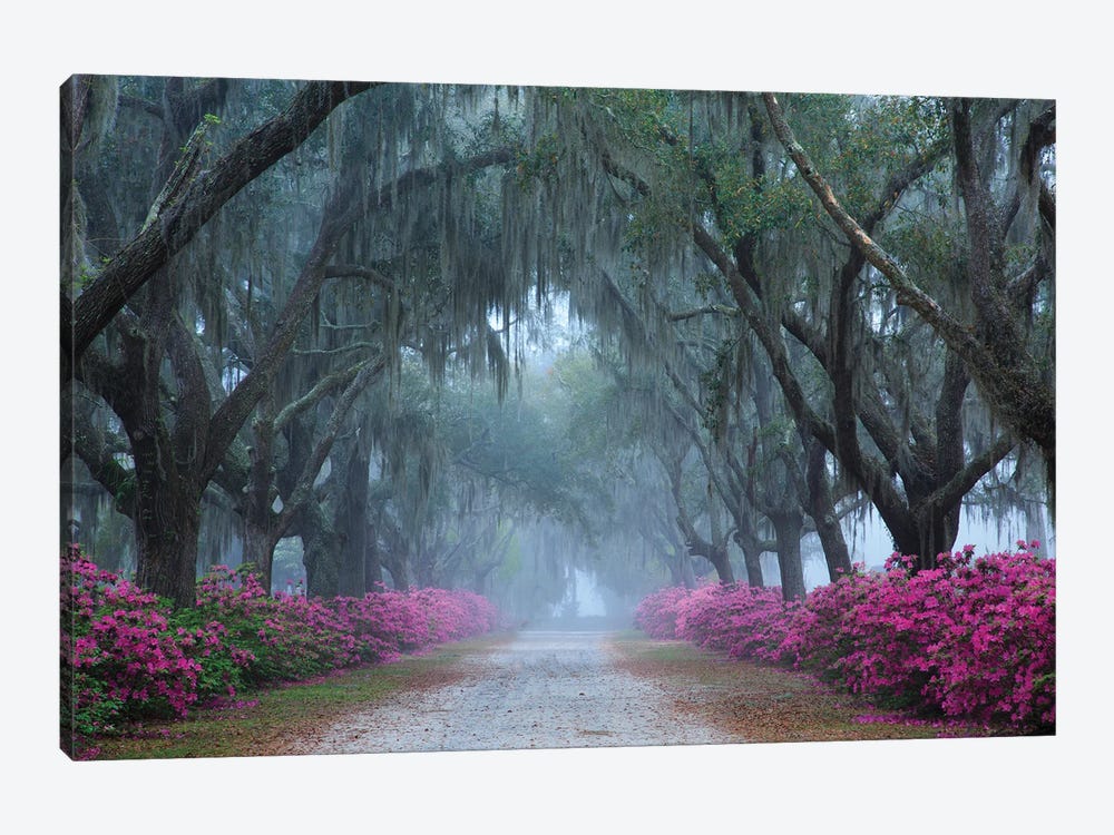 USA, Georgia, Savannah. Azaleas In Bloom Along Foggy Drive At Bonaventure Cemetery. by Joanne Wells 1-piece Canvas Art