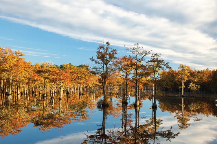 USA, Georgia, Twin City Cypress Trees In Morning Light In The Fall by Joanne Wells wall art