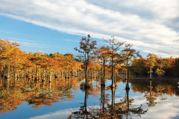 Cypress Trees: USA, Georgia, Twin City Cypress Trees In Morning Light In The Fall by Joanne Wells