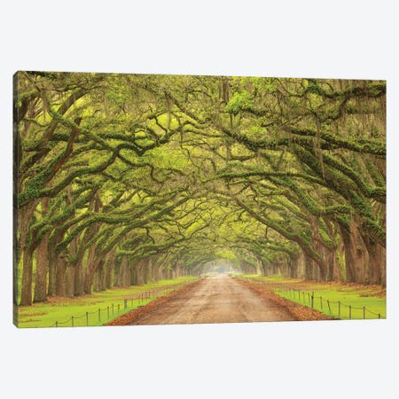 USA, Georgia, Savannah. Canopy Of Oaks Along Drive At Wormsloe Plantation. Canvas Print #ANN28} by Joanne Wells Canvas Art