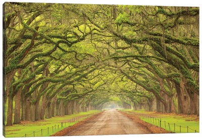 USA, Georgia, Savannah. Canopy Of Oaks Along Drive At Wormsloe Plantation. Canvas Art Print - Celery