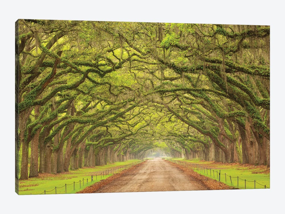 USA, Georgia, Savannah. Canopy Of Oaks Along Drive At Wormsloe Plantation. by Joanne Wells 1-piece Canvas Art