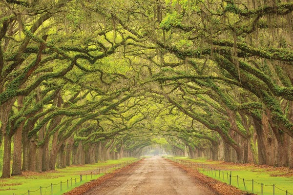 USA, Georgia, Savannah. Canopy Of Oaks Along Drive At Wormsloe Plantation.