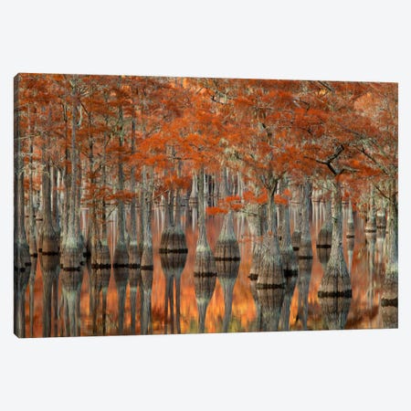 Mill Pond Cypress Trees And Their Reflections, George L. Smith State Park, Emanuel County, Georgia, USA Canvas Print #ANN3} by Joanne Wells Canvas Art