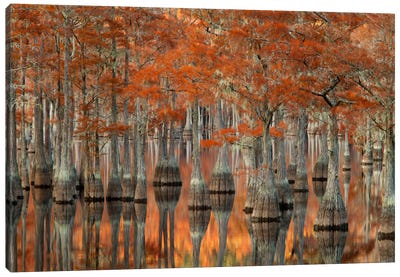 Mill Pond Cypress Trees And Their Reflections, George L. Smith State Park, Emanuel County, Georgia, USA Canvas Art Print