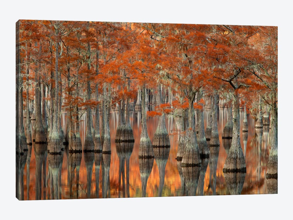 Mill Pond Cypress Trees And Their Reflections, George L. Smith State Park, Emanuel County, Georgia, USA by Joanne Wells 1-piece Canvas Print