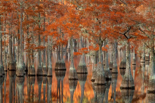 Joanne Wells: Mill Pond Cypress Trees And Their Reflections, George L. Smith State Park, Emanuel County, Georgia, USA by Joanne Wells