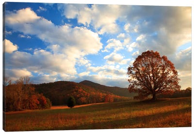 Late Autumn Sunrise, Cades Cove, Great Smoky Mountains National Park, Tennessee, USA Canvas Art Print - Oak Trees