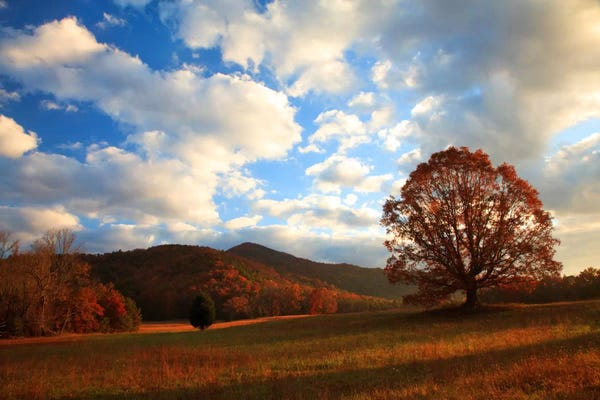 Oak Trees: Late Autumn Sunrise, Cades Cove, Great Smoky Mountains National Park, Tennessee, USA by Joanne Wells