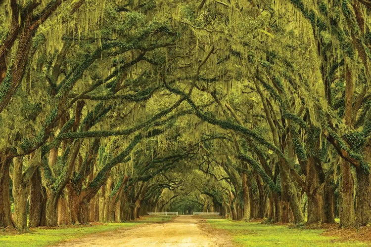 USA, Georgia, Savannah. Mile long oak drive by Joanne Wells wall art