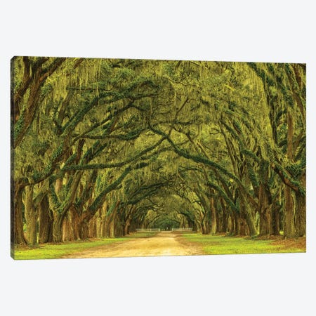 USA, Georgia, Savannah. Mile long oak drive Canvas Print #ANN5} by Joanne Wells Art Print