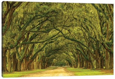 USA, Georgia, Savannah. Mile long oak drive Canvas Art Print - Georgia